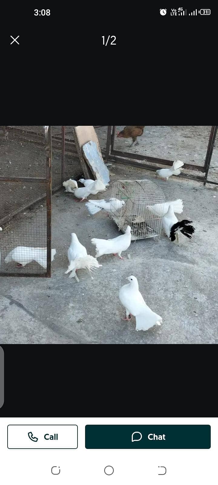 خوبصورت  فینسی کبوتر فار سیل 0