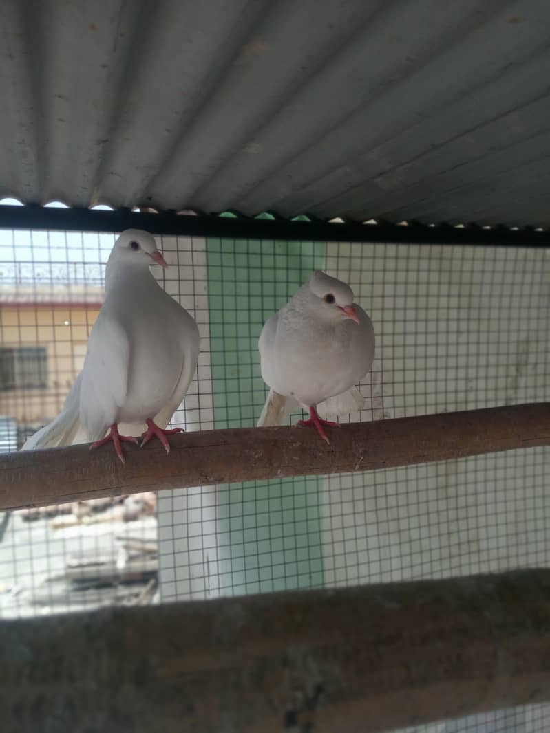 خوبصورت  فینسی کبوتر فار سیل 1