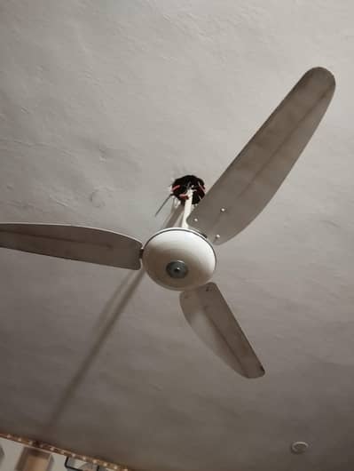 Ceiling fan for sale All okay good working cooper winding 100%