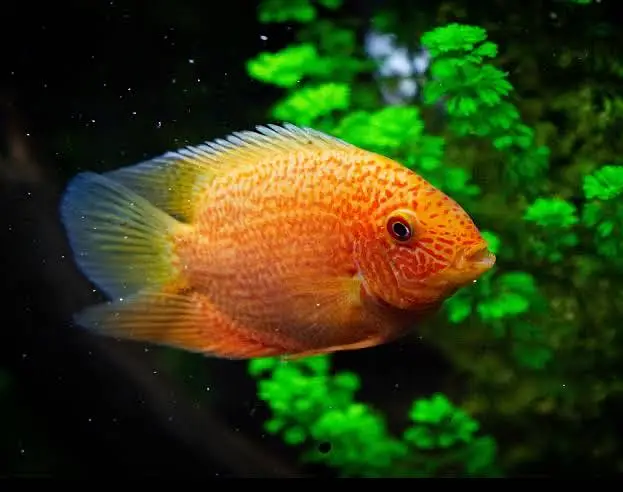 Aquariums only made for you  — photo 9