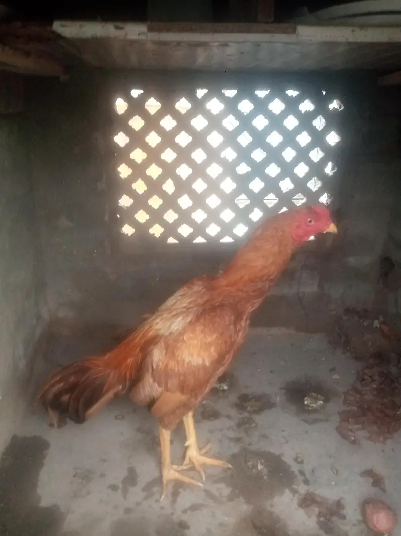 Pure Aseel Mianwali Pela Lakha — photo 2