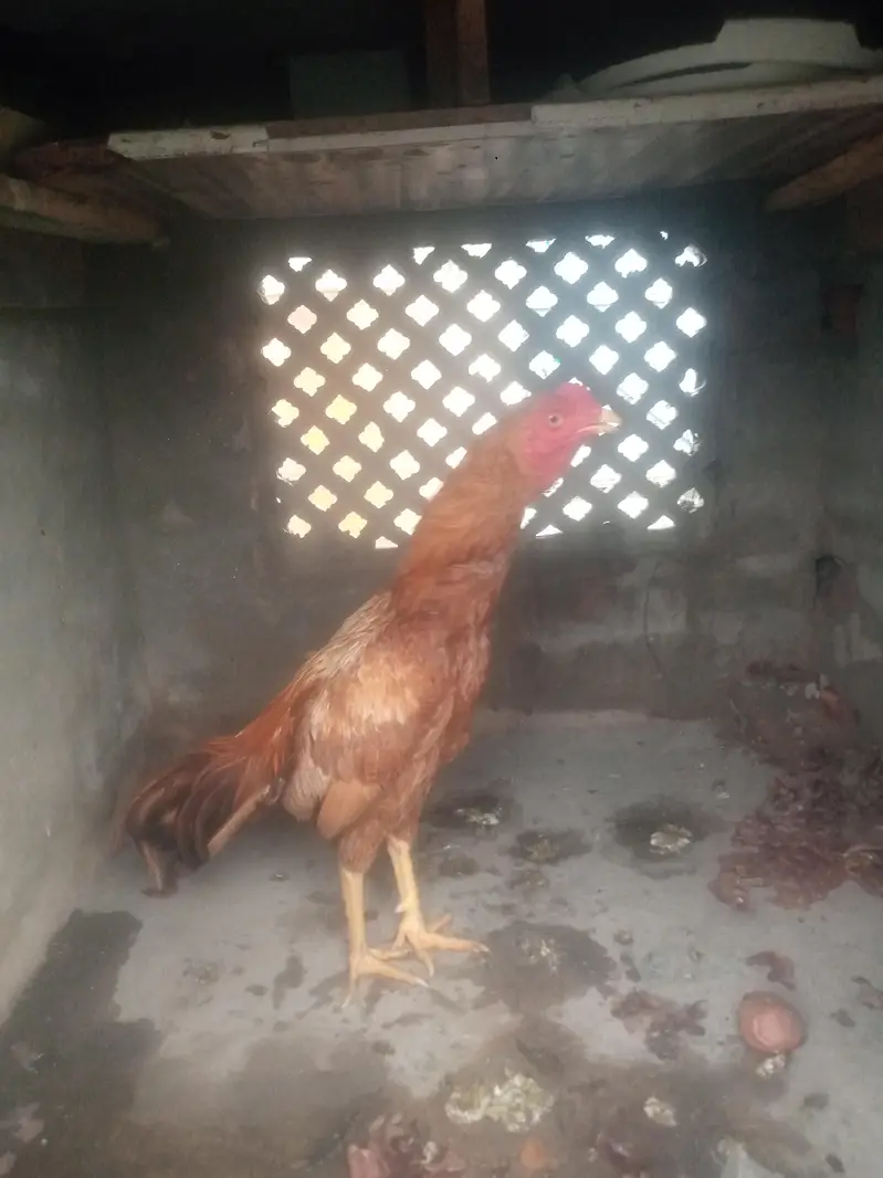 Pure Aseel Mianwali Pela Lakha — photo 3