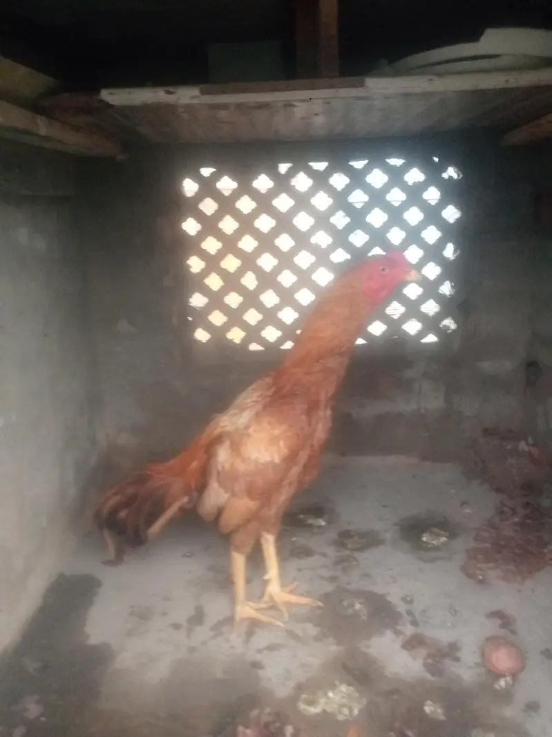 Pure Aseel Mianwali Pela Lakha — photo 4