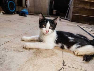 Persian breed