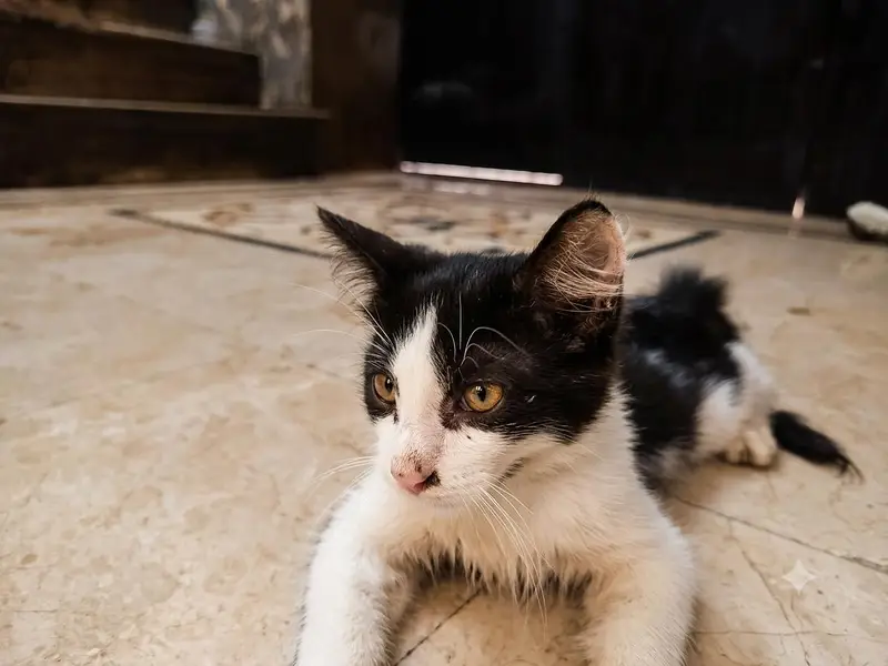 Persian breed — photo 2