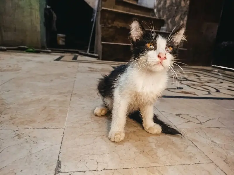 Persian breed — photo 3