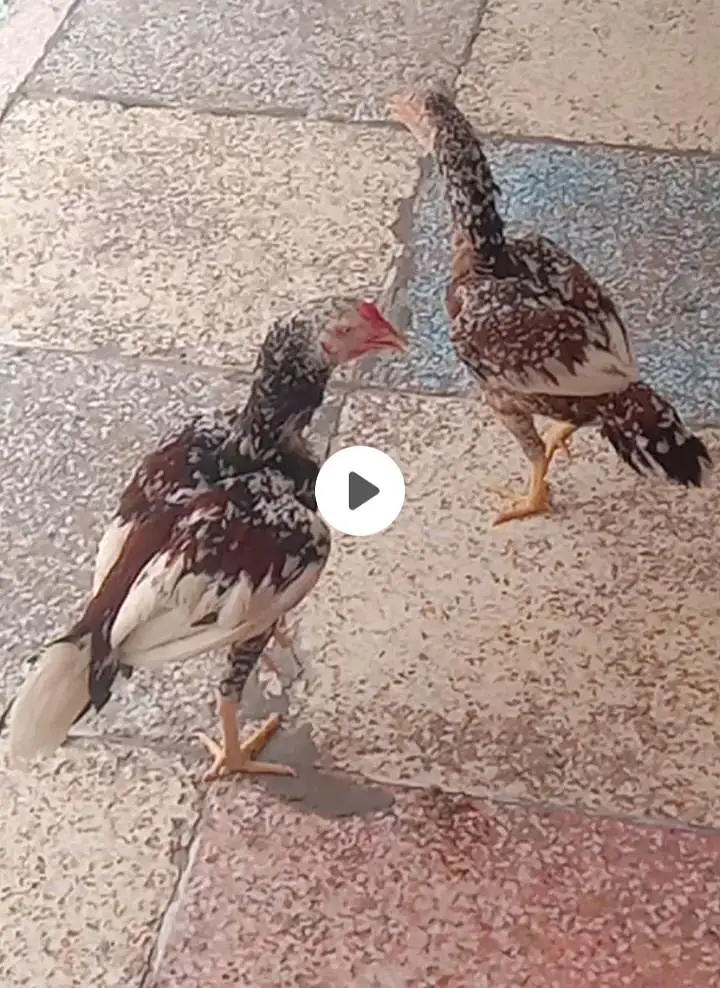 lasini Aseel pair and makkhi aseel pair — photo 3