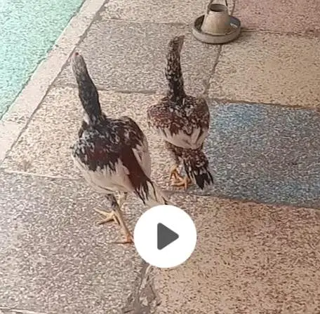lasini Aseel pair and makkhi aseel pair — photo 4