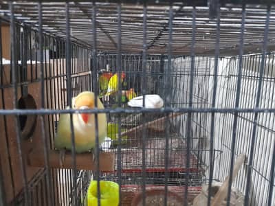 Love Birds for Sale with Cages and boxes