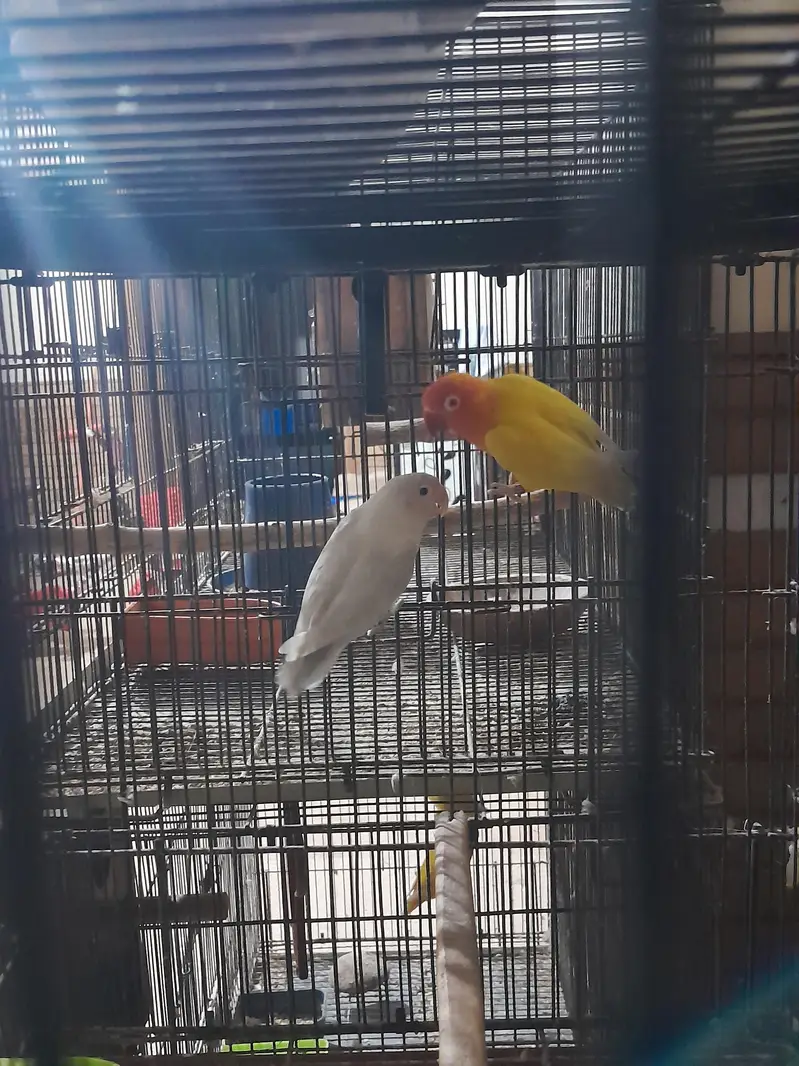 Love Birds for Sale with Cages and boxes — photo 2
