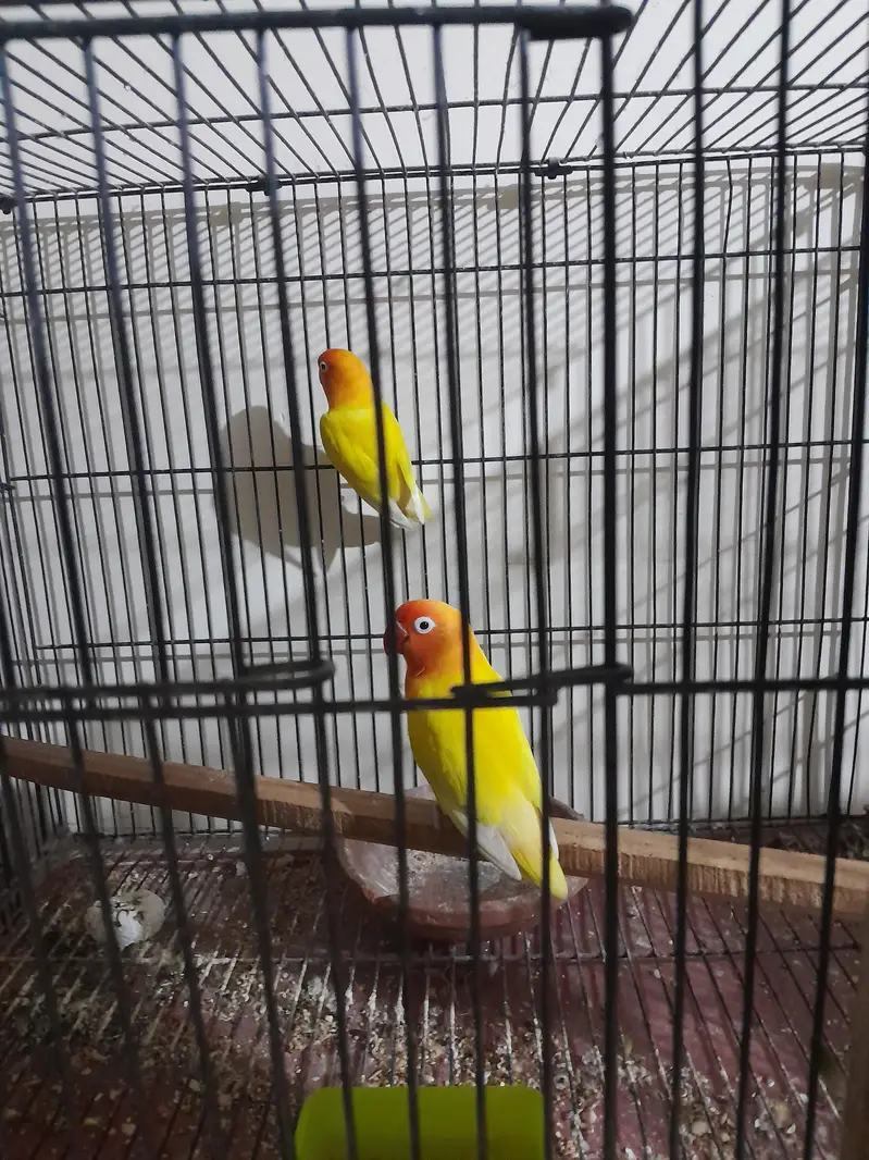 Love Birds for Sale with Cages and boxes — photo 3