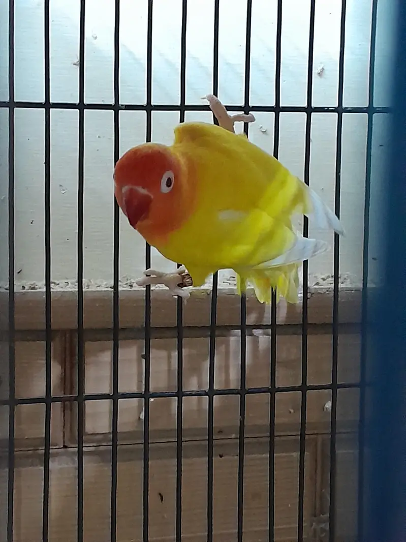 Love Birds for Sale with Cages and boxes — photo 4