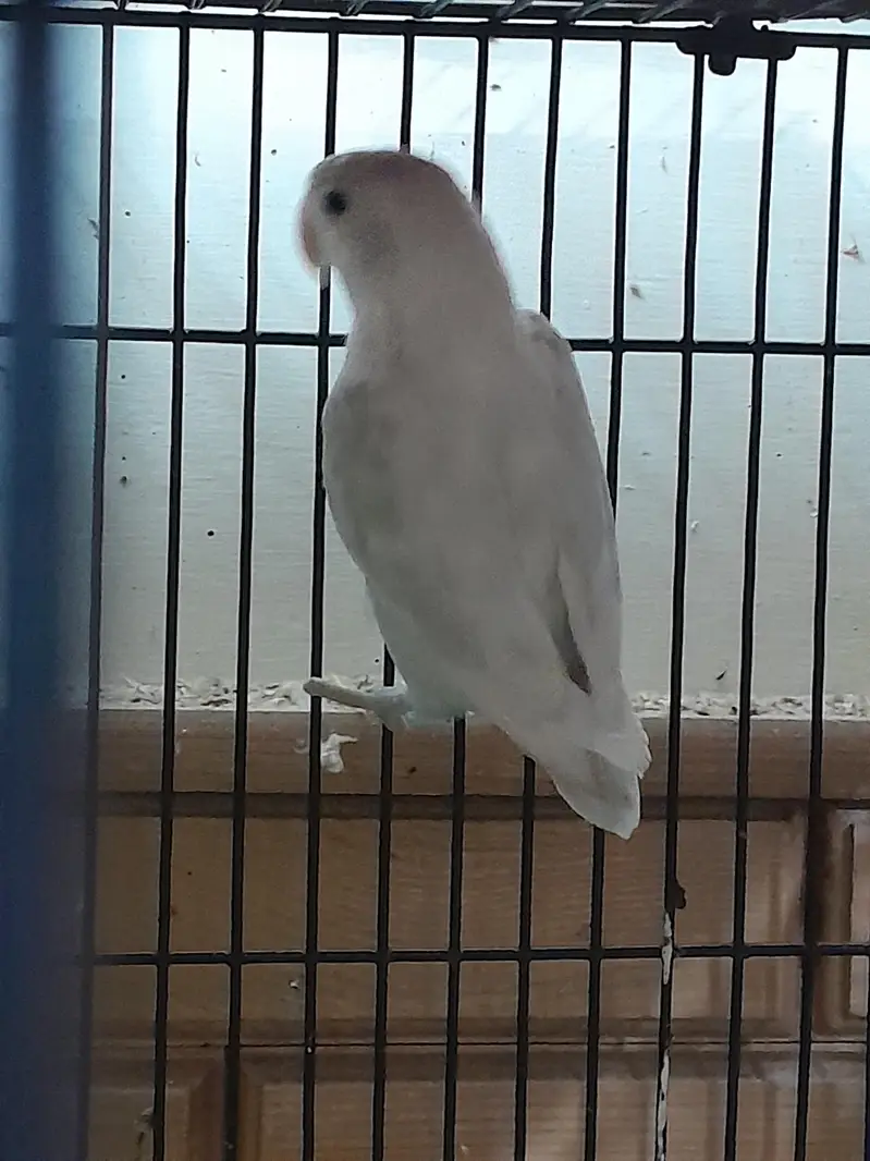 Love Birds for Sale with Cages and boxes — photo 5