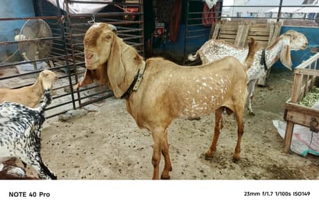 Breeder makhi cheena bakra