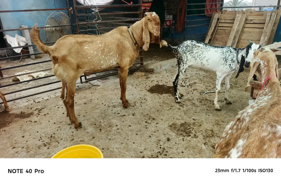 Breeder makhi cheena bakra — photo 2