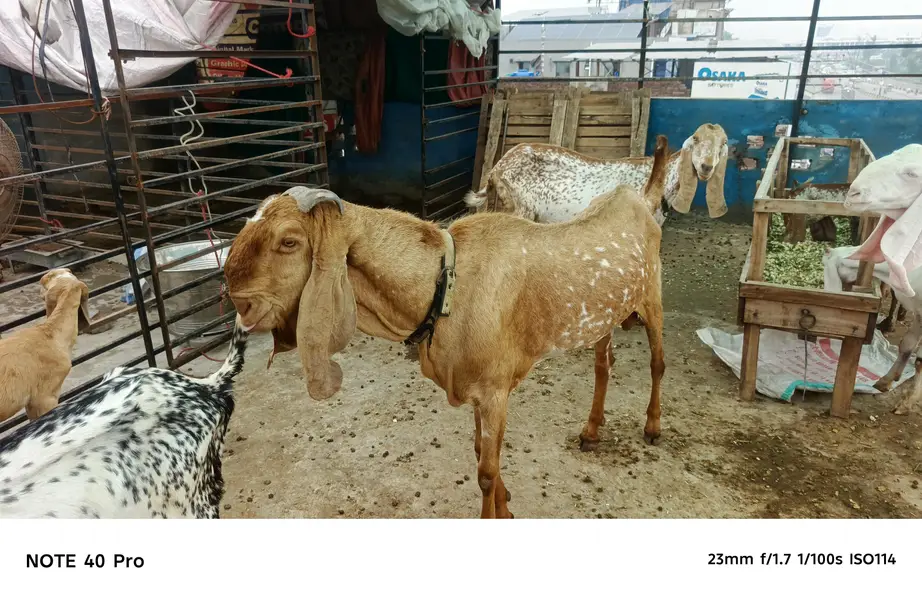 Breeder makhi cheena bakra — photo 4