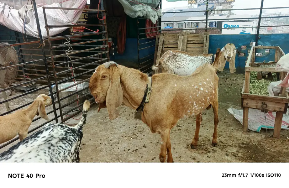 Breeder makhi cheena bakra — photo 5