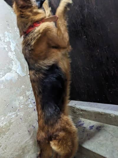 germen shepherd red n ten female
