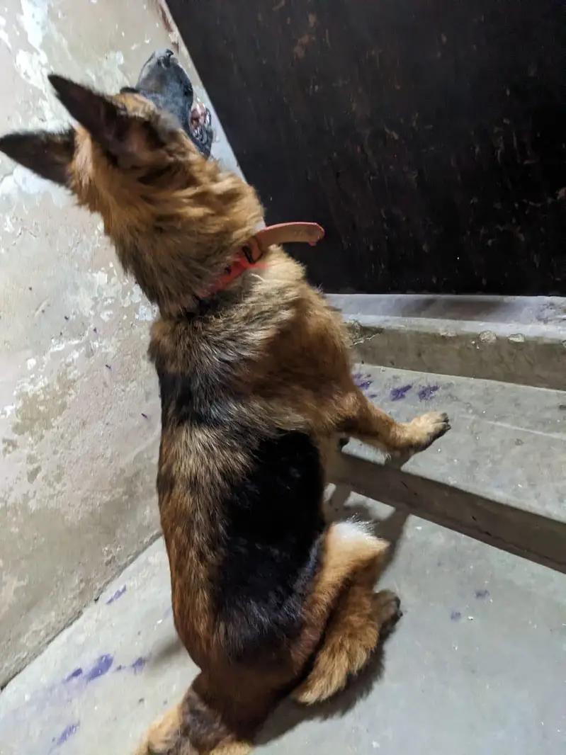 germen shepherd red n ten female — photo 3