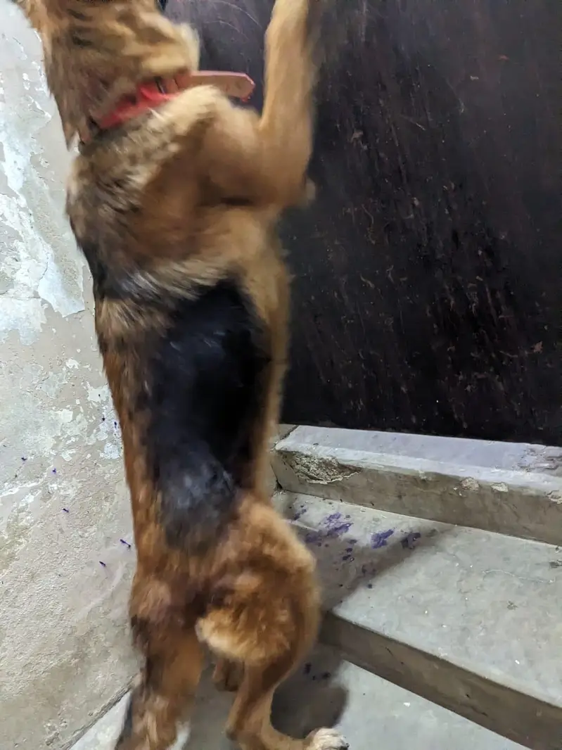 germen shepherd red n ten female — photo 4