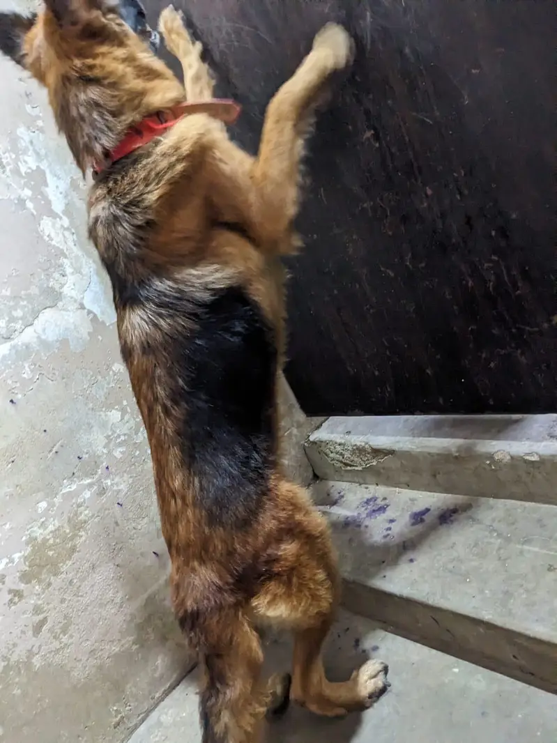 germen shepherd red n ten female — photo 5