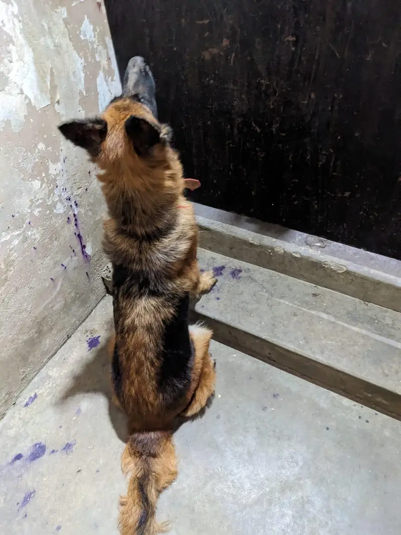 germen shepherd red n ten female — photo 6