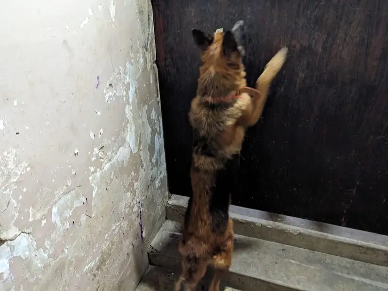 germen shepherd red n ten female — photo 7