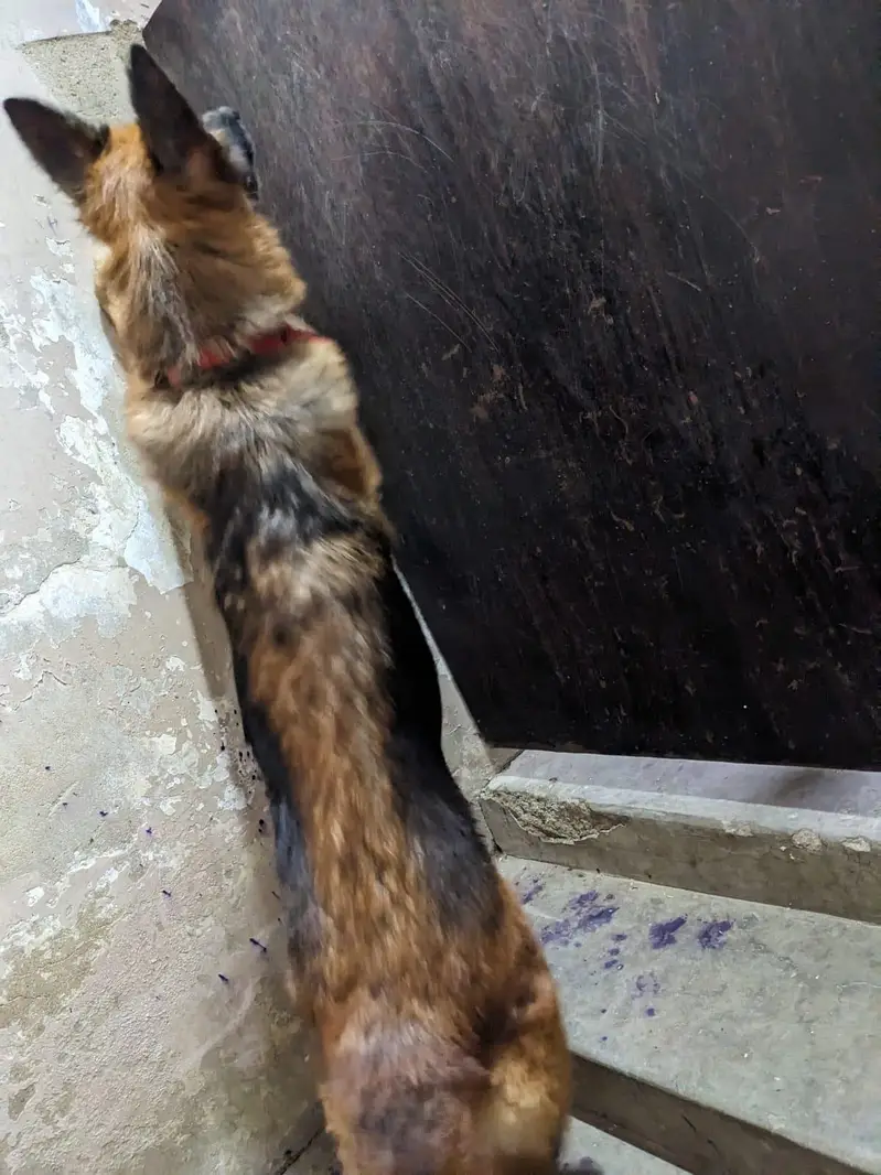 germen shepherd red n ten female — photo 8