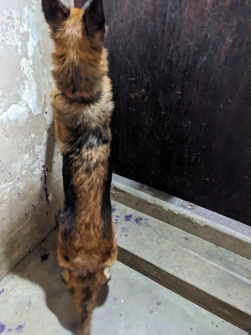 germen shepherd red n ten female — photo 9