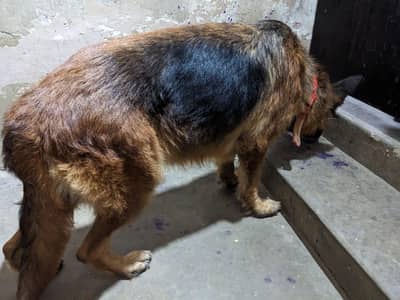 germen shepherd red n ten female