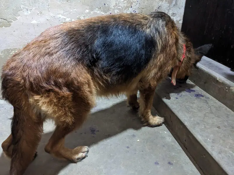 germen shepherd red n ten female — photo 10