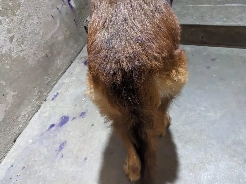 germen shepherd red n ten female — photo 11