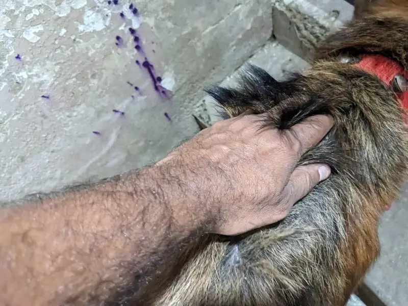 germen shepherd red n ten female — photo 12