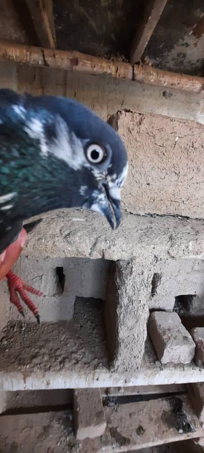 pigeon