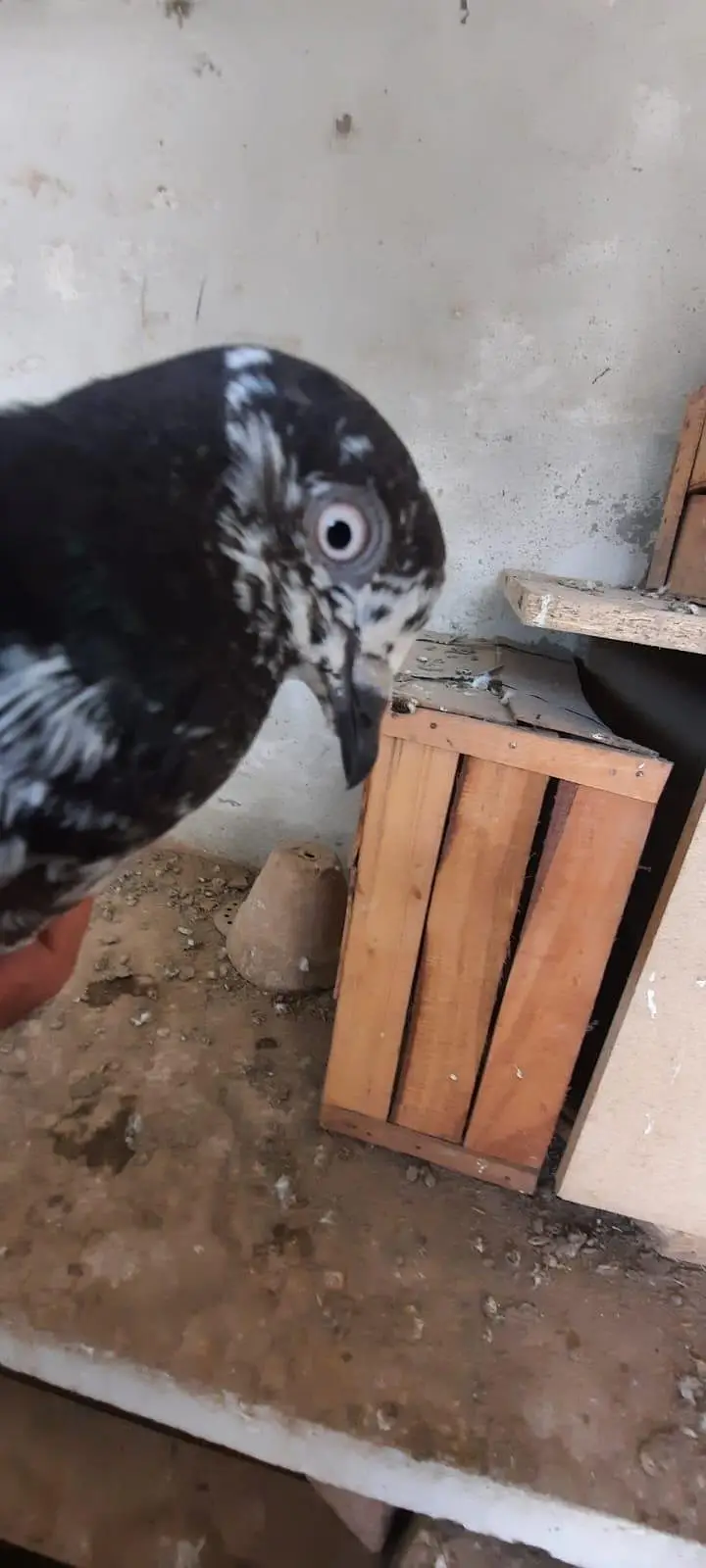 pigeon — photo 2