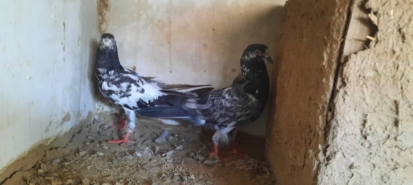 pigeon 2