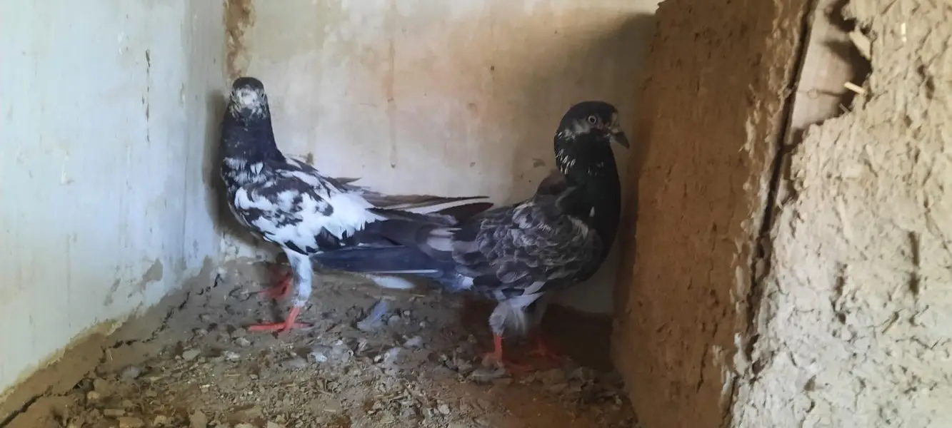 pigeon — photo 3