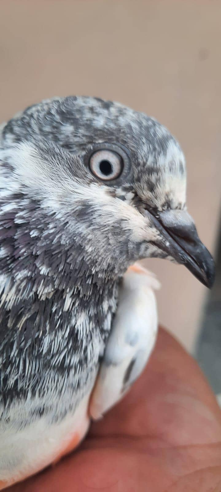 pigeon 3