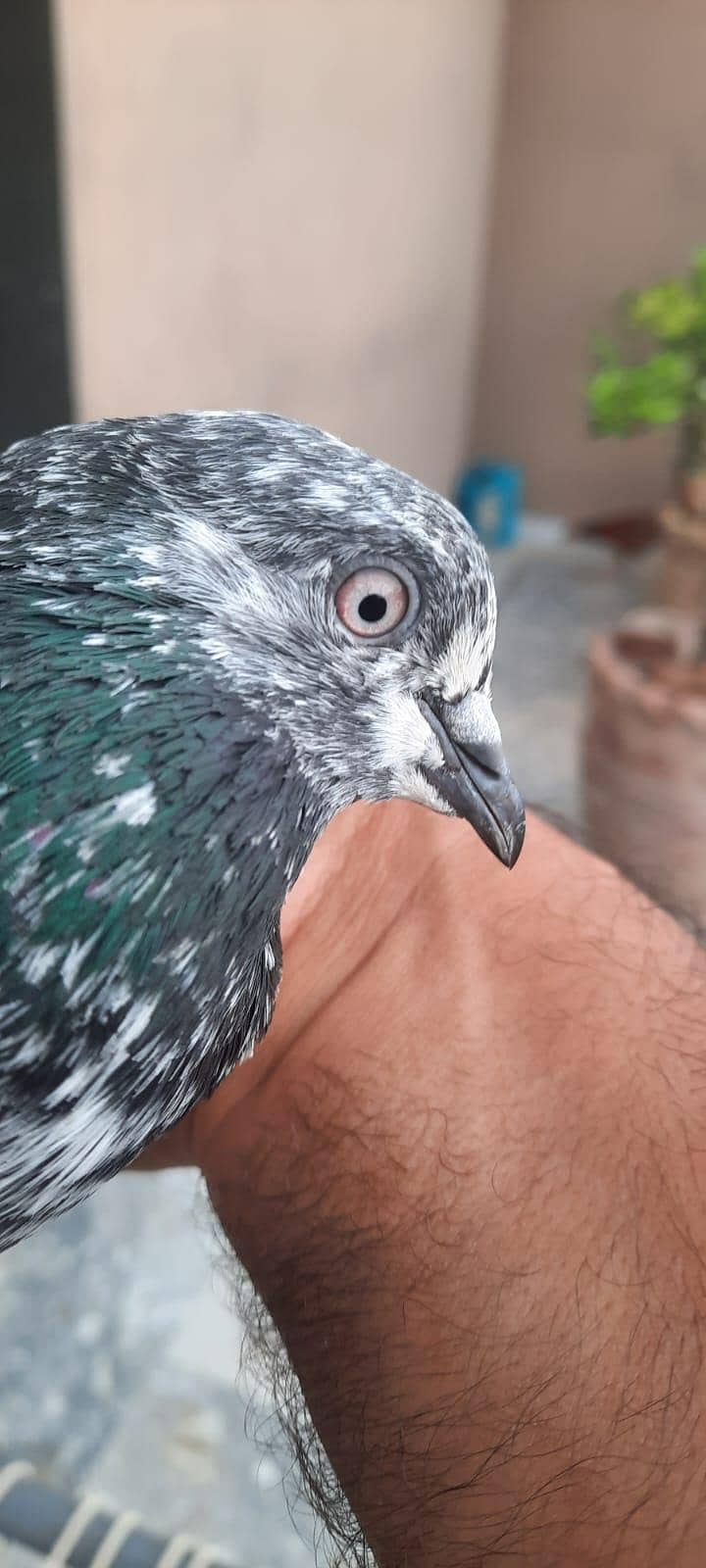 pigeon 4