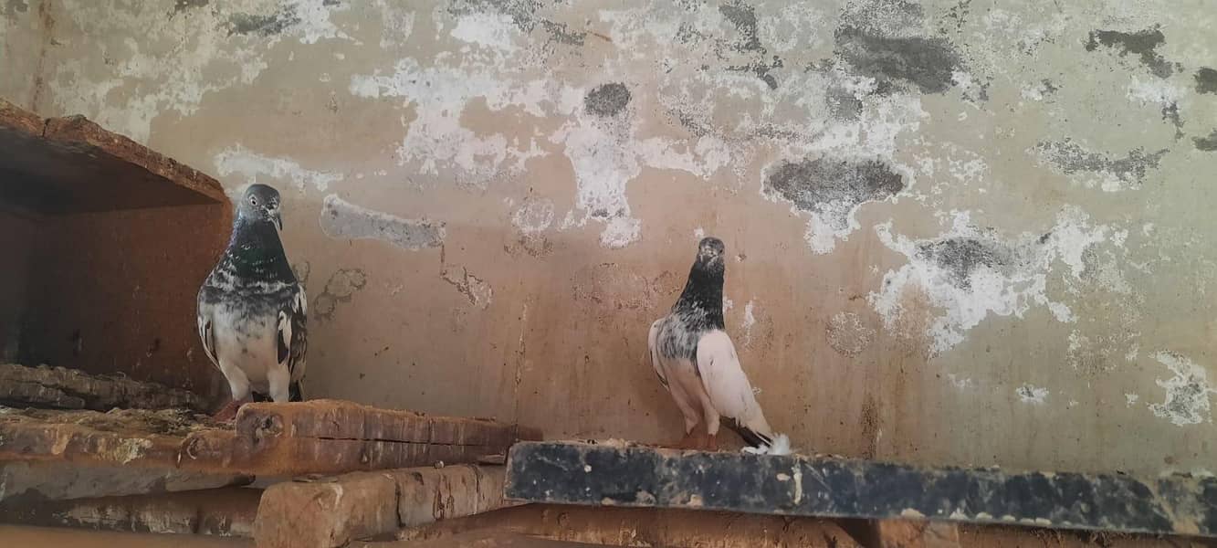 pigeon 5