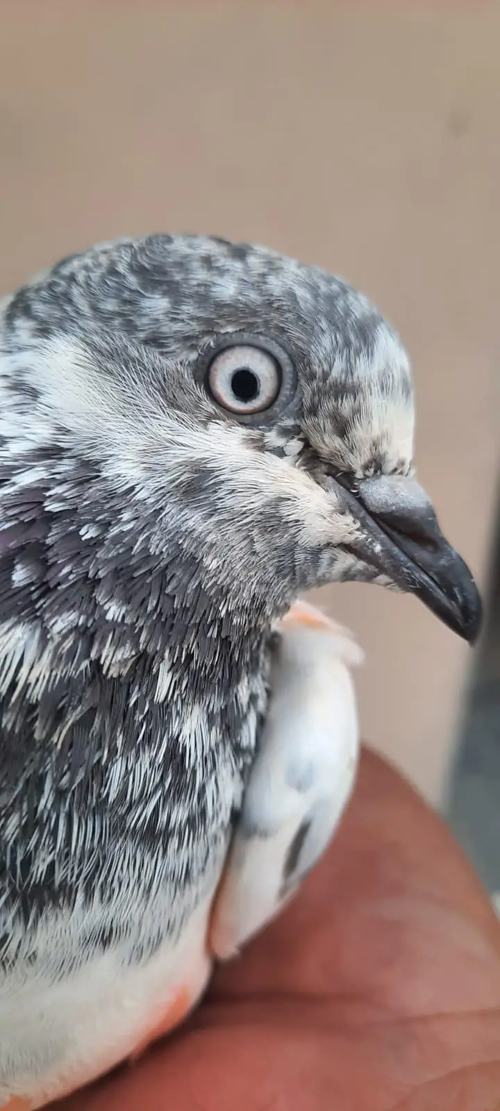 pigeon — photo 7