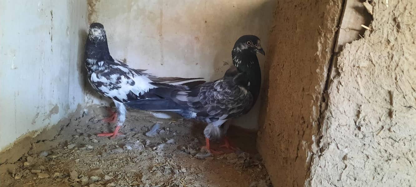 pigeon 7
