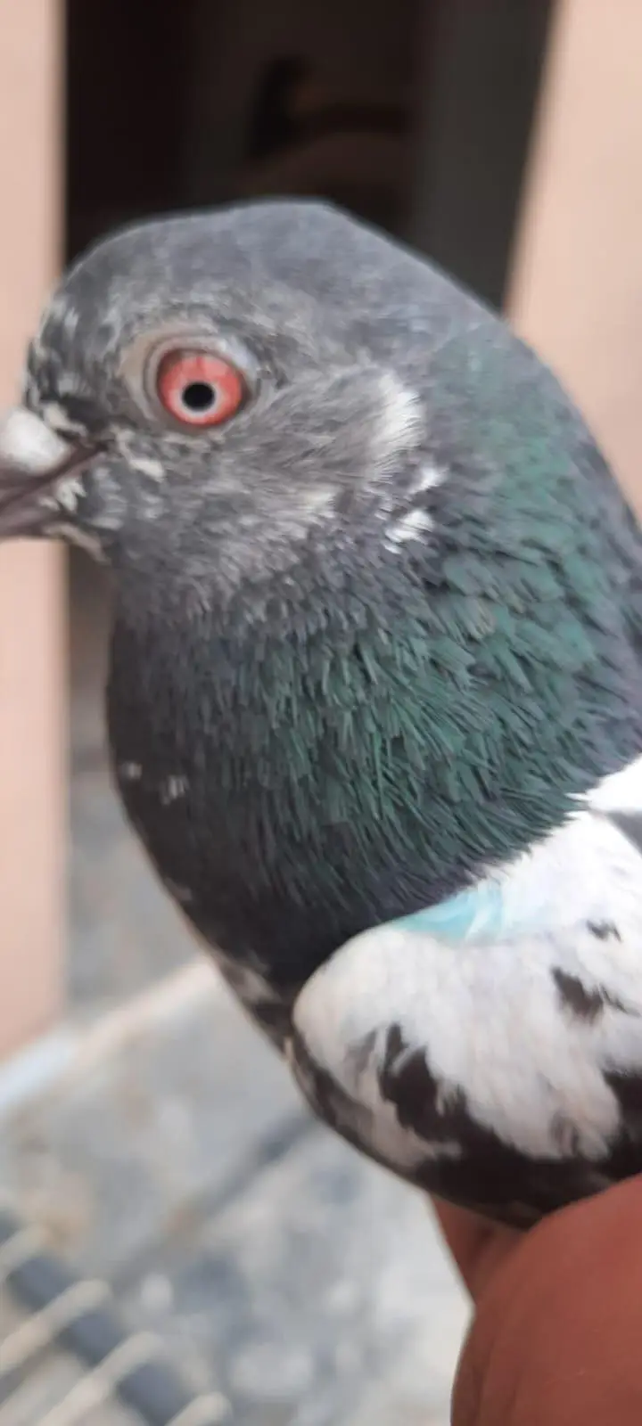 pigeon — photo 9