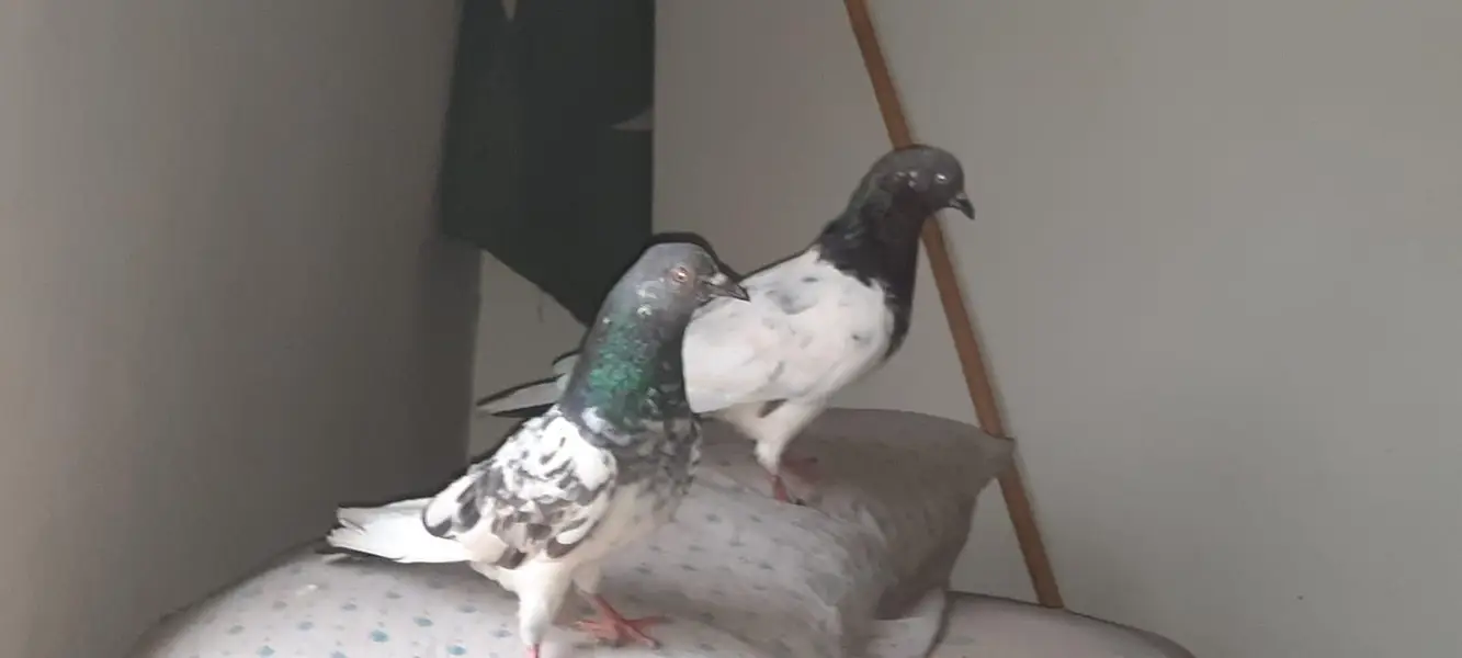 pigeon — photo 11