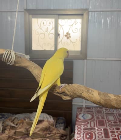Hand Tame Yellow Ringneck