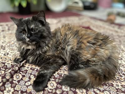 Parsian cat's male nd female