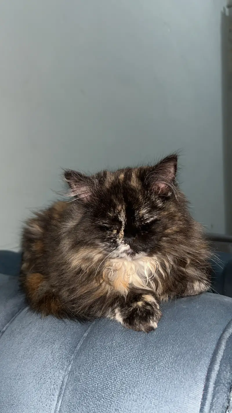 Parsian cat's male nd female — photo 2