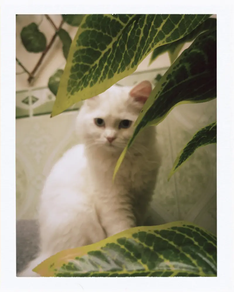 Parsian cat's male nd female — photo 3