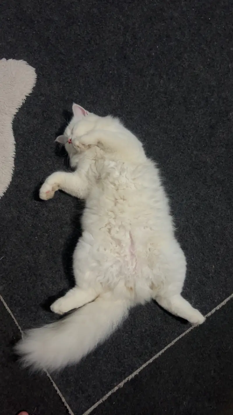 Parsian cat's male nd female — photo 4