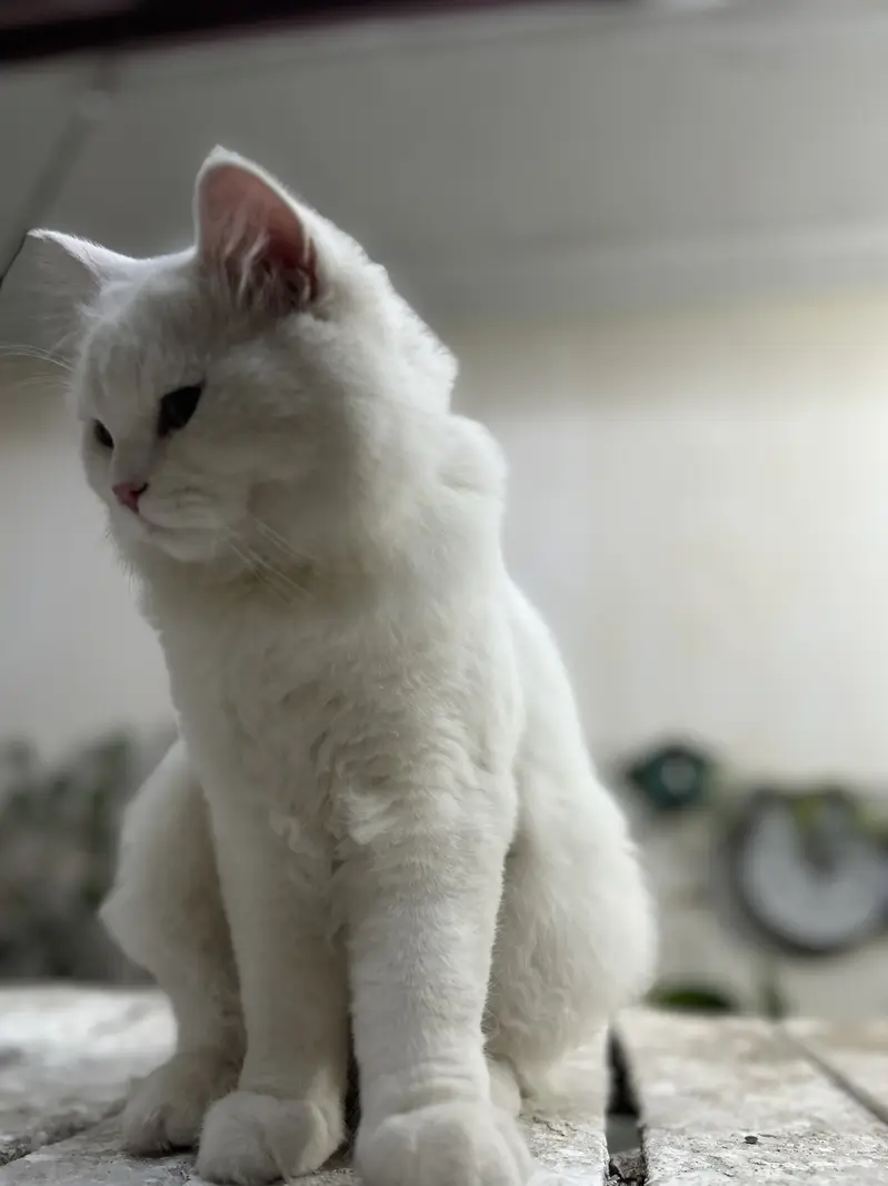 Parsian cat's male nd female — photo 5